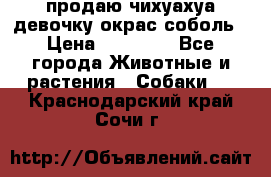 продаю чихуахуа девочку,окрас соболь › Цена ­ 25 000 - Все города Животные и растения » Собаки   . Краснодарский край,Сочи г.
